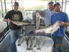 (10/24/2014) - Nice Striped Bass